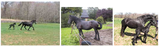 friesian horse images